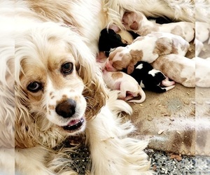 Mother of the Cockalier puppies born on 04/20/2024