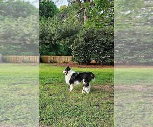 Medium Shetland Sheepdog