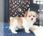 Small #1 Havanese