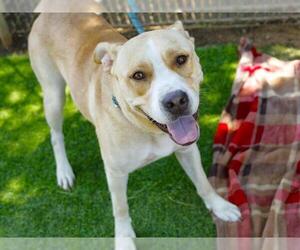 Shepradors Dogs for adoption in Tallahassee, FL, USA