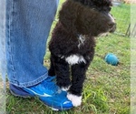 Small Photo #7 Portuguese Water Dog Puppy For Sale in LAKEVIEW, MI, USA