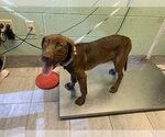 Small Labrador Retriever Mix