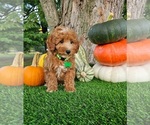 Small #4 Poodle (Miniature)