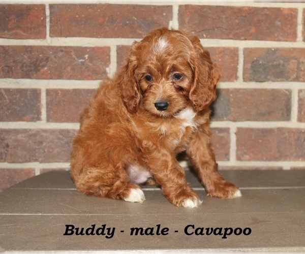 Medium Photo #2 Cavapoo Puppy For Sale in CLARKRANGE, TN, USA