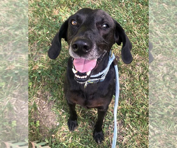 Medium Photo #28 Plott Hound-Weimaraner Mix Puppy For Sale in Rockaway, NJ, USA