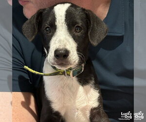 Labrador Retriever-Unknown Mix Dogs for adoption in Washington, DC, USA