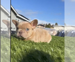 Small Photo #22 French Bulldog Puppy For Sale in LAS VEGAS, NV, USA
