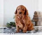 Small #1 Goldendoodle (Miniature)