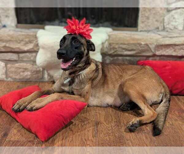 Medium Photo #2 Holland Shepherd Puppy For Sale in Imlay City, MI, USA