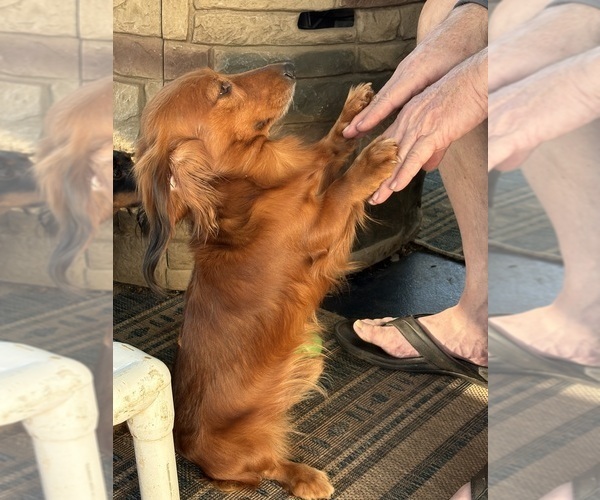 Medium Photo #1 Dachshund Puppy For Sale in CHARLOTTESVILLE, VA, USA