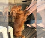 Small Photo #1 Dachshund Puppy For Sale in CHARLOTTESVILLE, VA, USA