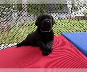 Labrador Retriever Puppy for sale in LIBERTY, SC, USA