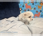Small #1 Maltese