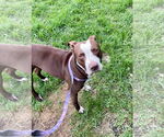 Small #10 American Pit Bull Terrier Mix