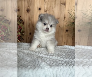 Pomsky Litter for sale in STAPLES, MN, USA