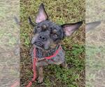 Small #1 Bull Terrier Mix
