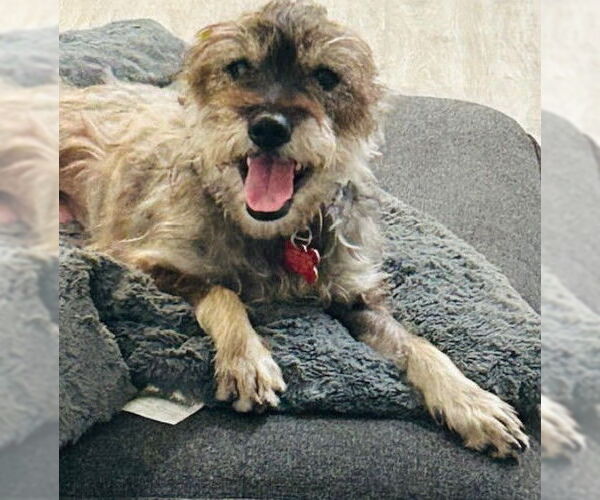 Medium Photo #1 Poodle (Miniature)-Unknown Mix Puppy For Sale in San Diego, CA, USA