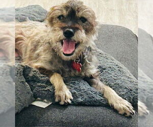 Poodle (Miniature)-Unknown Mix Dogs for adoption in San Diego, CA, USA