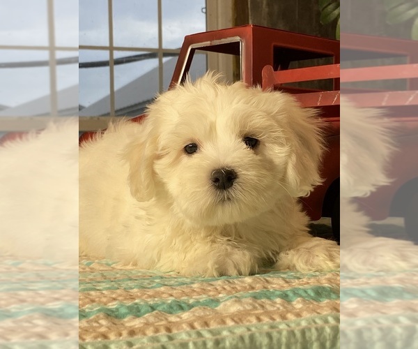 Medium Photo #3 Havaton Puppy For Sale in CANOGA, NY, USA