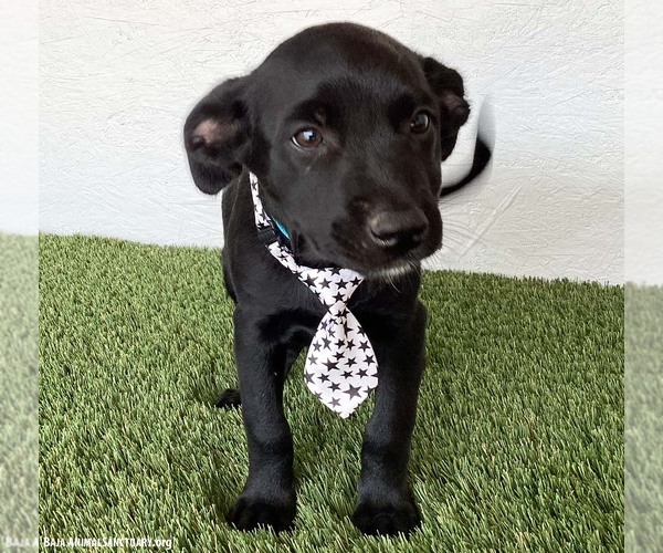 Medium Photo #3 Mutt Puppy For Sale in San Diego, CA, USA