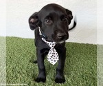 Small #2 Mutt