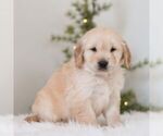 Small #3 Golden Retriever