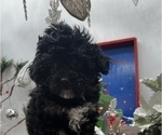 Small Photo #4 Poodle (Toy)-ShihPoo Mix Puppy For Sale in MUNDELEIN, IL, USA