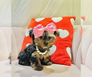 Yorkshire Terrier Puppy for sale in BATTLEFIELD, MO, USA