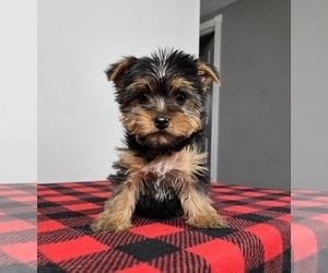 Yorkshire Terrier Puppy for sale in FRANKLIN, IN, USA