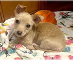 Small Chihuahua Mix