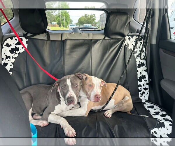 Medium Photo #6 American Pit Bull Terrier-Unknown Mix Puppy For Sale in Virginia Beach, VA, USA