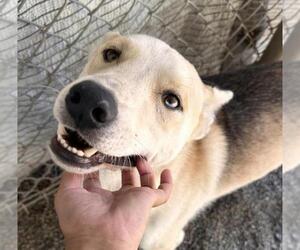 Medium Siberian Husky