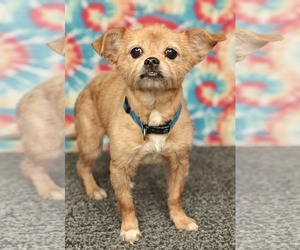 Mutt Dogs for adoption in Royal Palm Beach, FL, USA