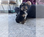 Puppy Laney Aussie-Poo
