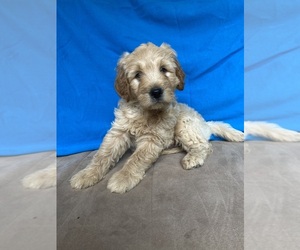 Goldendoodle Puppy for sale in STELLA, MO, USA