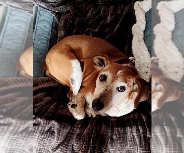 Medium Photo #1 Coonhound-Unknown Mix Puppy For Sale in Rootstown, OH, USA