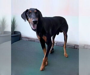 Doberman Pinscher Dogs for adoption in Pasadena, CA, USA