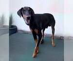 Small Doberman Pinscher