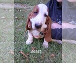 Puppy Beast Basset Hound