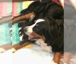 Small Photo #14 Bernese Mountain Dog Puppy For Sale in FLEMING ISLAND, FL, USA