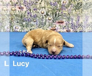 Maltipoo Puppy for sale in WINNSBORO, LA, USA