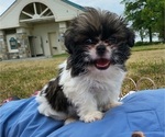Puppy 5 Jatzu