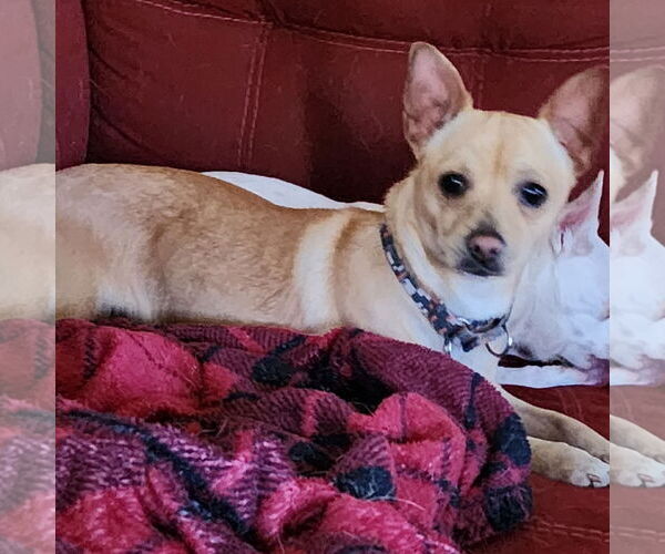 Medium Photo #1 Chihuahua Puppy For Sale in Fargo, ND, USA