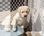 Small Photo #7 Labrador Retriever Puppy For Sale in COARSEGOLD, CA, USA