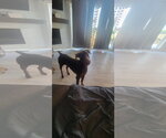 Small Doberman Pinscher