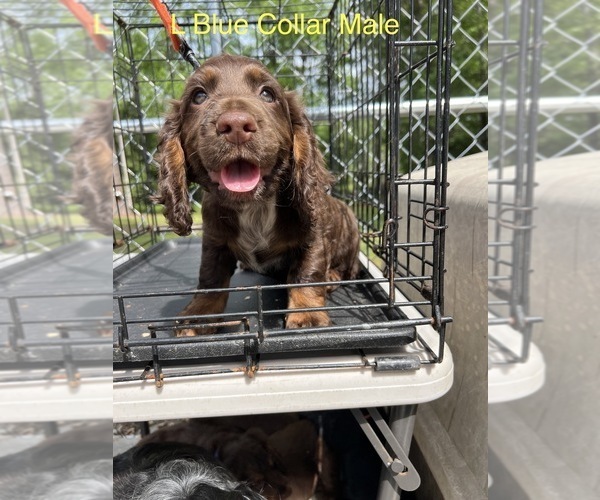 Medium Photo #7 English Cocker Spaniel Puppy For Sale in CHERAW, SC, USA