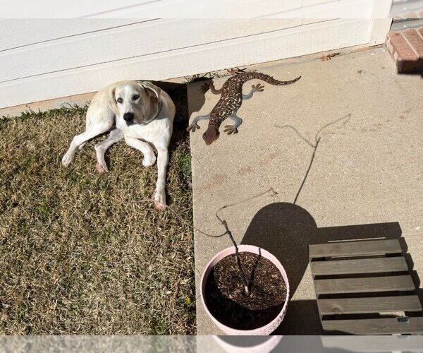Medium Photo #20 Great Dane-Labrador Retriever Mix Puppy For Sale in Bullard, TX, USA