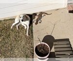 Small #19 Great Dane-Labrador Retriever Mix