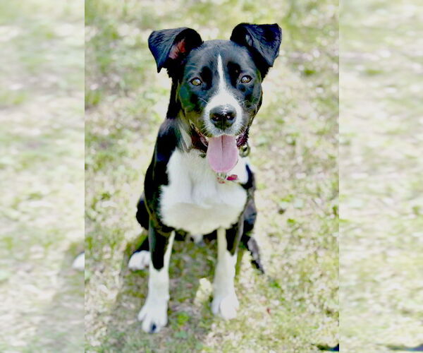 Medium Photo #6 Border Collie-Unknown Mix Puppy For Sale in Spring Lake, NJ, USA