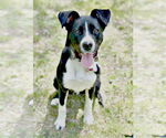 Small #5 Border Collie Mix
